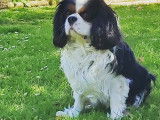 Cavalier King Charles Spaniel disponible pour saillie