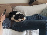Cavalier King Charles Spaniel disponible pour saillie