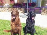 Chiots Flat Coated Retriever LOF à réserver
