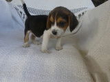 Chiots femelles Beagle non-LOF &agrave; vendre