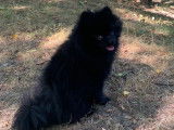 Réglisse. Très beau Loulou de Poméranie. Magnifique couleur noire.
