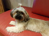 De race Shih Tzu disponible pour saillie