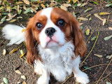 Magnifique Cavalier King Charles LOF pour saillie