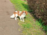 Magnifique Cavalier King Charles LOF pour saillie