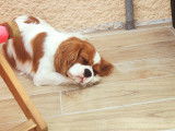 Magnifique Cavalier King Charles LOF pour saillie