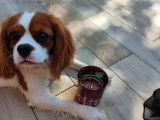Magnifique Cavalier King Charles LOF pour saillie