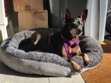 M&acirc;le adulte de type Pinscher Nain robe fauve 11 ans 1/2 &agrave; placer