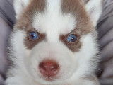 Splendides chiots Siberian Husky LOF : 1 femelle et 5 mâles à réserver pour le 19 novembre 2021