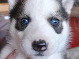 Splendides chiots Siberian Husky LOF : 1 femelle et 5 mâles à réserver pour le 19 novembre 2021