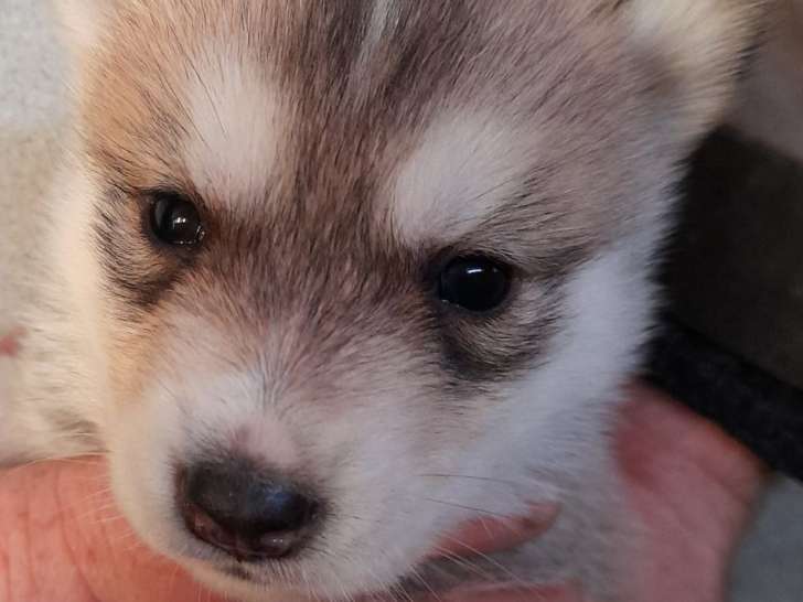 Fascinants chiots Huskies de Sibérie gris, LOF : 2 femelles et 5 mâles disponibles dès le 25 novembre 2021