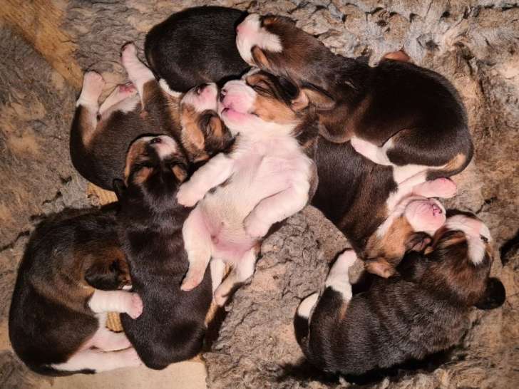 Dynamiques chiots Beagles LOF : 6 femelles et 2 mâles à retenir pour le 28 novembre 2021