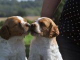Chiots Epagneul Breton LOF à réserver
