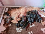 Chiots Border Terrier LOF à réserver