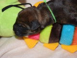 Chiots Border Terrier LOF à réserver