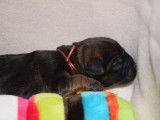 Chiots Border Terrier LOF à réserver