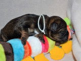 Chiots Border Terrier LOF à réserver