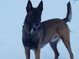 Berger Belge Malinois disponible pour saillie