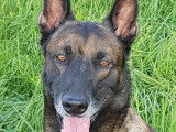 Berger Belge Malinois disponible pour saillie