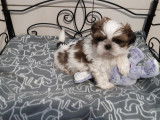 Chiots shih Tzu Lof