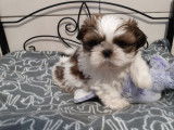 Chiots shih Tzu Lof