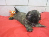 Chiots shih Tzu Lof