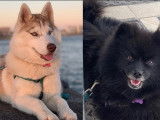 Chiots Pomsky à vendre