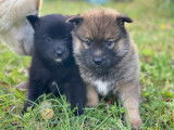Chiots Pomsky à vendre