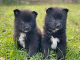 Chiots Pomsky à vendre