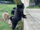 Chiots Pomsky à vendre