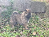 Chiots Pomsky à vendre