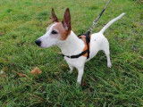 Mâle adulte 8 ans 1/2 de type Jack Russel robe blanche et rouanne à placer
