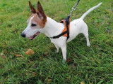 Mâle adulte 8 ans 1/2 de type Jack Russel robe blanche et rouanne à placer