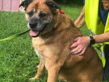 Mâle adulte croisé de type Boxer 10 ans 1/2 robe fauve à adopter