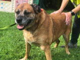 Mâle adulte croisé de type Boxer 10 ans 1/2 robe fauve à adopter