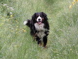 Mâle Bouvier Bernois LOF et radiographié pour saillie