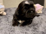 Chiots Shih Tzu LOF &agrave; r&eacute;server