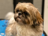 Acheter un Shih Tzu : chiots u0026 chiens à vendre