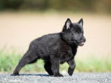 Dynamiques chiots Schipperke noirs LOF, deux femelles et quatre mâles, disponibles sans délai