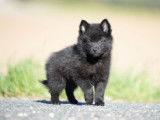 Dynamiques chiots Schipperke noirs LOF, deux femelles et quatre mâles, disponibles sans délai
