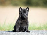 Dynamiques chiots Schipperke noirs LOF, deux femelles et quatre mâles, disponibles sans délai