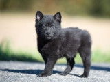 Dynamiques chiots Schipperke noirs LOF, deux femelles et quatre mâles, disponibles sans délai