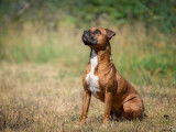 Mâle adulte de type Boxer 8 ans robe bicolore à adopter