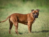 Mâle adulte de type Boxer 8 ans robe bicolore à adopter