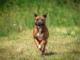 Mâle adulte de type Boxer 8 ans robe bicolore à adopter
