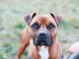 Mâle adulte de type Boxer 8 ans robe bicolore à adopter