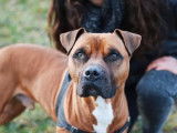 Mâle adulte de type Boxer 8 ans robe bicolore à adopter