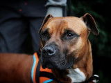 Mâle adulte de type Boxer 8 ans robe bicolore à adopter