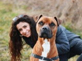 Mâle adulte de type Boxer 8 ans robe bicolore à adopter