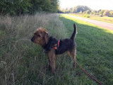 Mâle adulte de type griffon robe fauve 6 ans 1/2 cherche famille