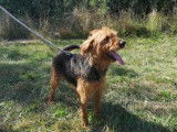 Mâle adulte de type griffon robe fauve 6 ans 1/2 cherche famille